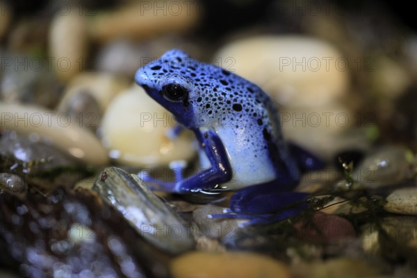 Blue poison dart frog (Dendrobates tinctorius), Blue poison dart frog, adult, alert, in water,