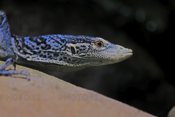 Blue-spotted tree monitor (Varanus macraei), MacRae's monitor, adult, portrait, alert, Southeast