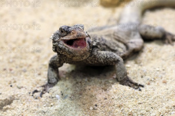 Chuckwalla (Common Chuckwalla ater), adult, on the ground, foraging, Southwest USA, North America,
