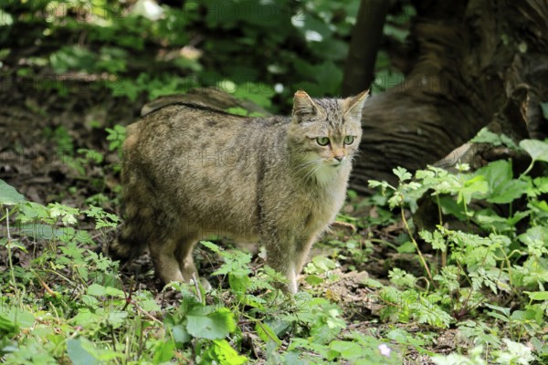 European wildcat (Felis silvestris), adult, in the forest, foraging, vigilant, Hesse, Germany,