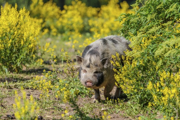 A Kunekune pig (sus scrofa domesticus), a domestic breed from New Zealand walks walks through a