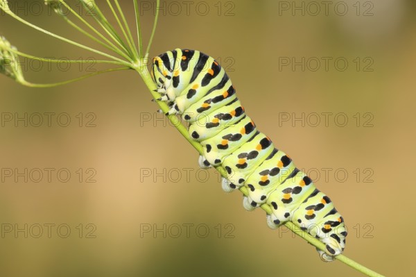 Swallowtail caterpillar (Papilio machaon), caterpillar sitting on Wild carrot (Daucus carota),