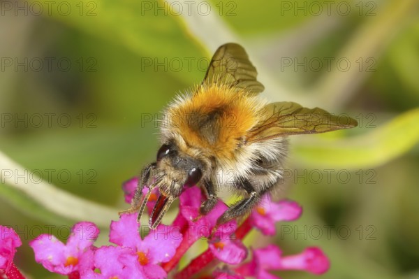 Field bumblebee (Bombus pascuorum), sucking nectar on summer lilac (Buddleja davidii), butterfly