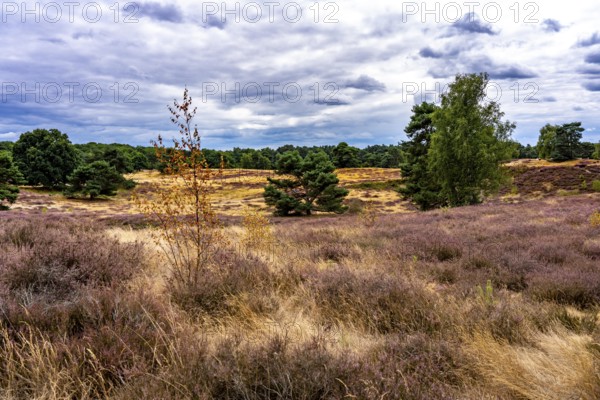 Westruper Heide, in the Hohe Mark Westmünsterland nature park Park, near Haltern am See, heather