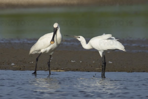 Eurasian spoonbill (Platalea leucorodia) two birds adult bird and juvenile bird begging for food in