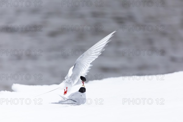 Arctic Arctic Tern (Sterna paradisaea), pair feeding, bridal gift, snow, Terns (Sterninae),