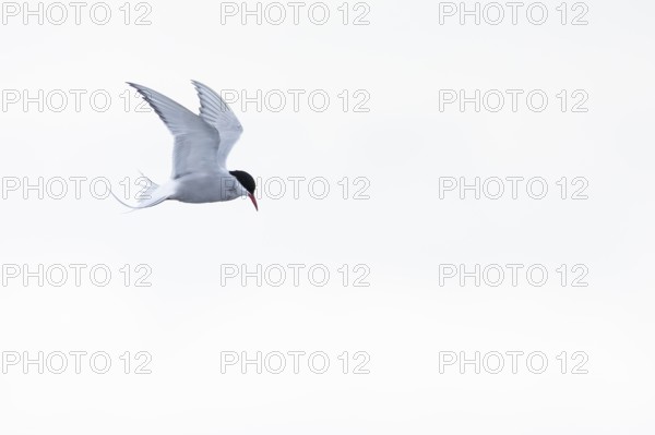 Arctic Arctic Tern (Sterna paradisaea) in a shaking flight to catch fish, Terns (Sterninae),