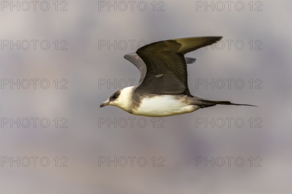 Long-tailed Skua (Stercorarius longicaudus) in flight, Aventdalen, Longyearbyen, Spitsbergen,