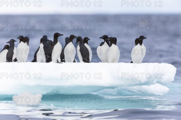 Thick-billed guillemot (Uria lomvia) on an ice floe, sea, water, alcids (Alcidae), Alkefjellet,