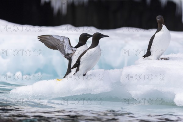Thick-billed guillemot (Uria lomvia) on an ice floe, alcids (Alcidae), Alkefjellet, Spitsbergen,