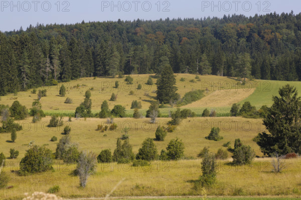 Landscape, nature, trees, meadow, juniper heath, Digelfeld near Hayingen, Swabian Alb,