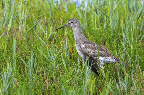 Injured common redshank (Tringa totanus) juvenile with broken wing hidden in glasswort vegetation