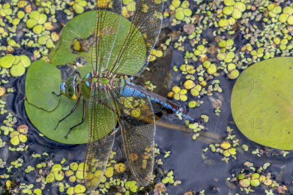 Emperor dragonfly, blue emperor (Anax imperator, Anax formosa) female with blue abdomen laying eggs
