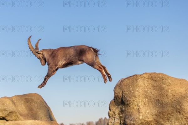 A male ibex (Capra ibex) leaps from rock to rock in the warm evening light. A blue sky can be seen