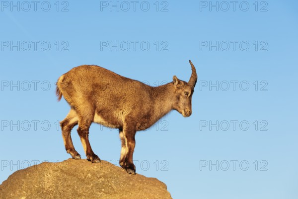 A female ibex (Capra ibex) stands on a rock in the warm evening light. A blue sky can be seen in