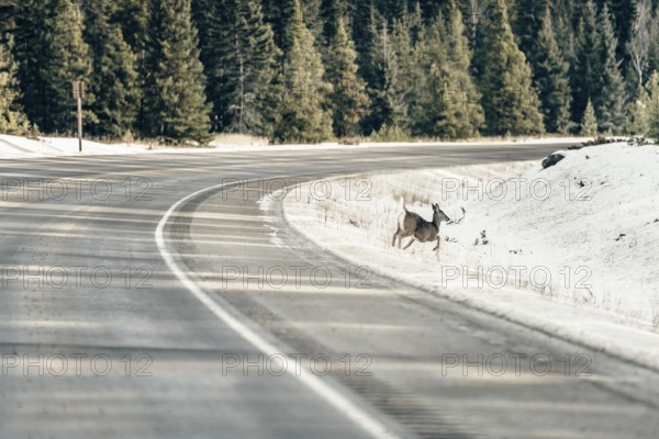 Wildlife on a winter road trip on the Icefields Parkway with lots of snow and ice, Banff National