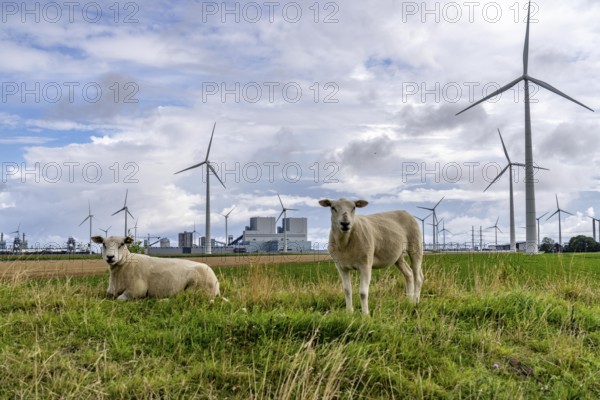 RWE coal-fired power plant Eemshavencentrale, in the seaport of Eemshaven, operator RWE Power, wind