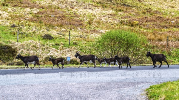 Goats over Invershiel, Loch Duich, Scotland, UK