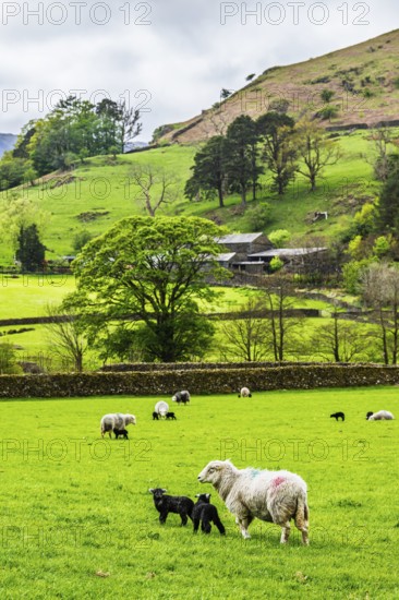 Sheep and farm in Lake District National Park, Coniston Water, Cumbria, England, United Kingdom