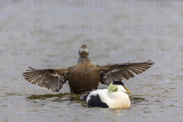 Eider duck (Somateria mollissima), hen grooming her feathers, duck birds (Anatidae), Aventdalen,