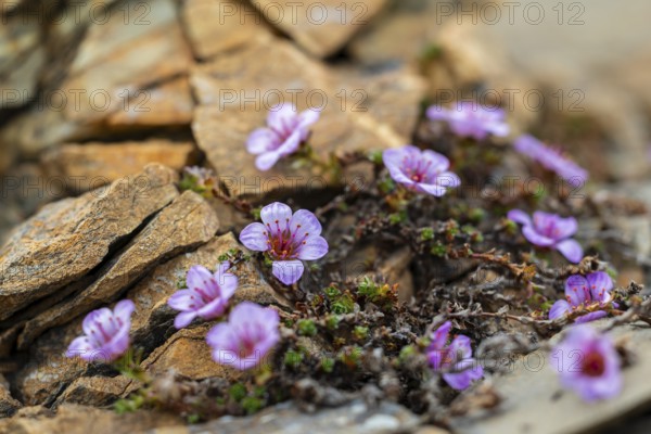 Red saxifrage (Saxifraga oppositifolia), saxifrage family (Saxifragaceae), Jotunkjeldene,