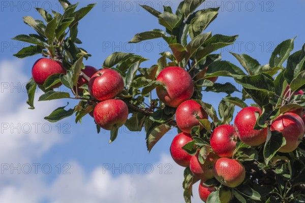 Red apples type Discovery in apple orchard in Rörum, Österlen fruit district, Simrishamn