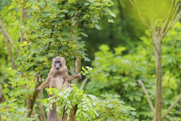 A female Drill (Mandrillus leucophaeus) sits high up in a tree, eating leaves. A green forest can