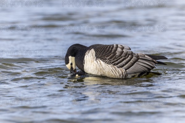White-fronted Goose (Branta leucopsis), Geese (Anseriformes), Mating in the water, Aventdalen,