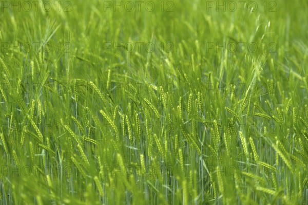 Grain field with unripe ears of barley (Hordeum vulgare), delicate structure, texture, background
