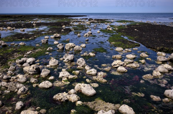 Low tide, seaweed, stones, rocks, Étretat, sea, steep coast, cliffs, chalk cliffs, alabaster coast,