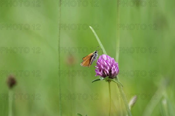 Essex skipper (Thymelicus lineola), meadow clover, close-up, North Rhine-Westphalia, Germany, The