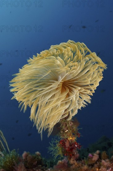 Large, yellow screwfish (Sabella spallanzanii) gently unfolds in the blue underwater in the