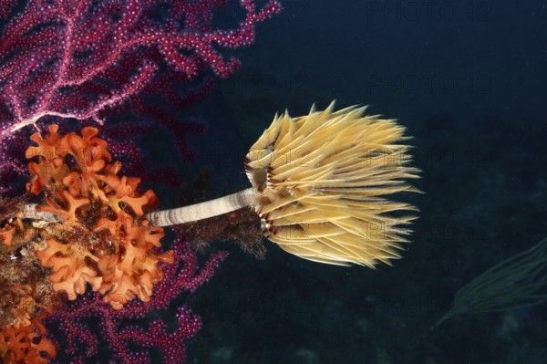 A blaze of colour in the Mediterranean: Screwfish (Sabella spallanzanii), Violescent sea-whip