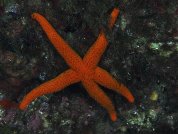 A red starfish (Echinaster sepositus) on rocky ground in the Mediterranean Sea near Hyères, dive
