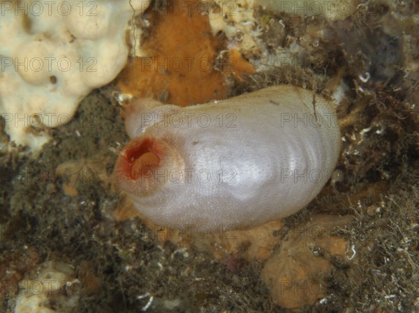 Red sea squirt (Halocynthia papillosa), white variant, on the ocean floor, surrounded by marine