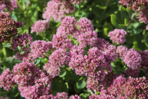 Stonecrop (Sedum), wall pepper, pink flowers, flowers, plants, Oberuhldingen district,