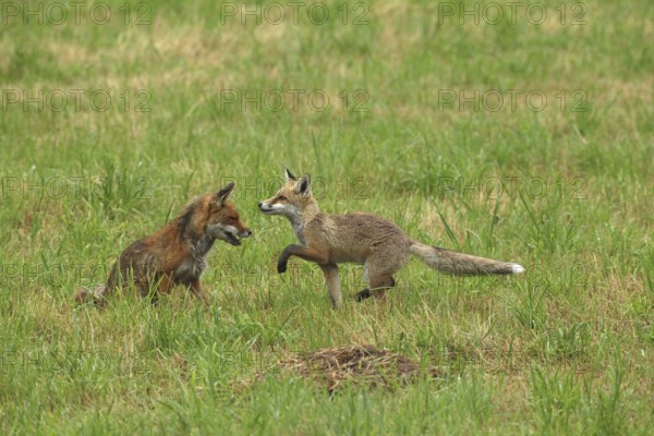 Red fox (Vulpes vulpes) male and weaned kitten, invitation to play on mown meadow in light rain,