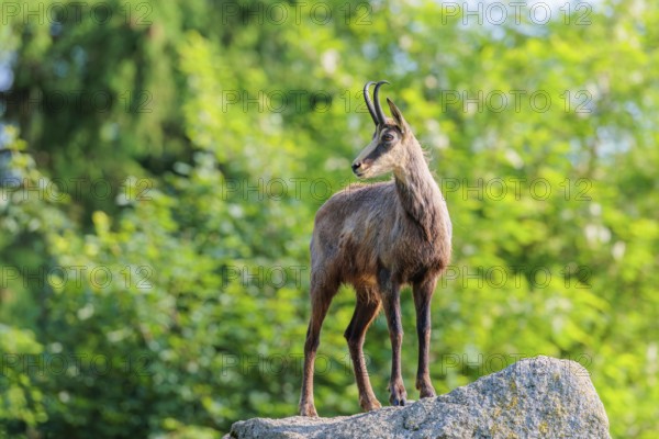 An adult female chamois (Rupicapra rupicapra) stands on a rock in beautiful light. A forest can be