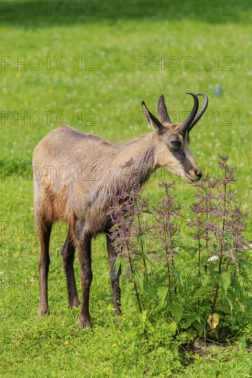An adult chamois (Rupicapra rupicapra) stands in a green meadow on a sunny day.. Tyrol, Austria