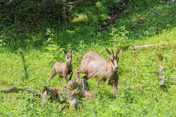 An adult chamois (Rupicapra rupicapra) walks with its young through the tall grass of a green