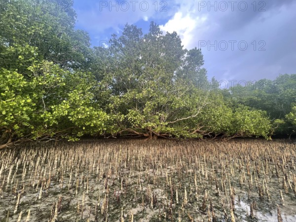 Aerial roots of the mangrove (Sonneratia alba), mangroves are among the most important ecosystems