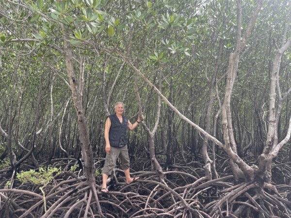 Man standing on the stilt roots of mangroves (Rhizophora mucronata), mangroves are one of the most