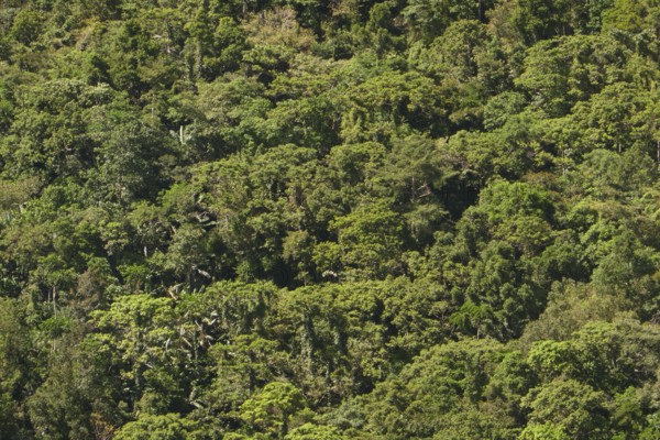 Tropical rainforest, tree fern, protected area, Northern Negros Natural Park, Negros, Northern