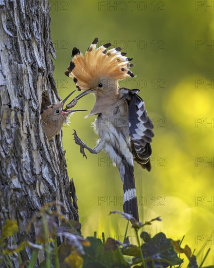 Hoopoe (Upupa epops) Bird of the Year 2022, male with food, prey, foraging, food for the young