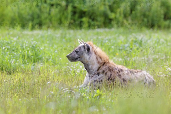 An adult male spotted hyena (Crocuta crocuta) lying in a green meadow, observing something.