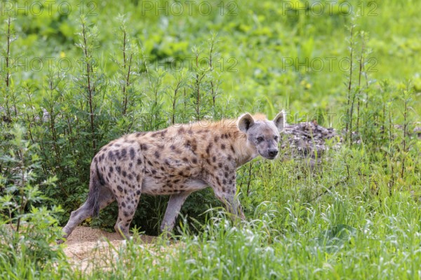 An adult male spotted hyena (Crocuta crocuta) runs across a green meadow. Southern part of Africa