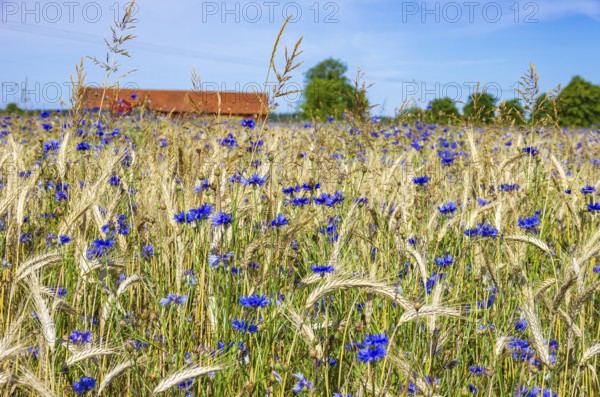 Epic landscape of a cornfield with cornflowers in midsummer in rural surroundings near Sunnersberg,