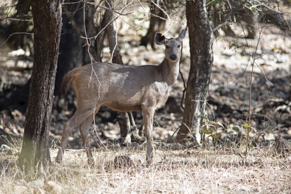Sambar or sambar deer or horse deer (Cervus unicolor or Rusa unicolor) in the dry forest,