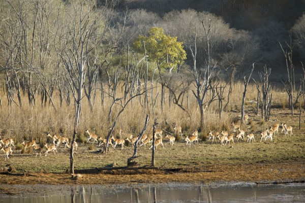 Herd of fleeing Axis deer or chitals (Axis axis) in the dry forest, Ranthambore National Park,