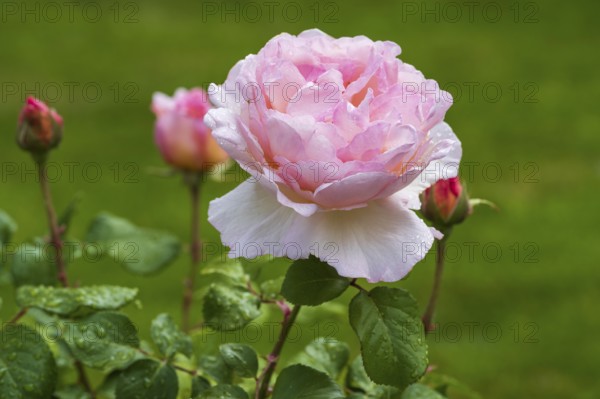 Pink blossom of shrub rose with water droplets, buds next to it, green background, North